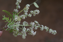 Chloroxylon swietenia